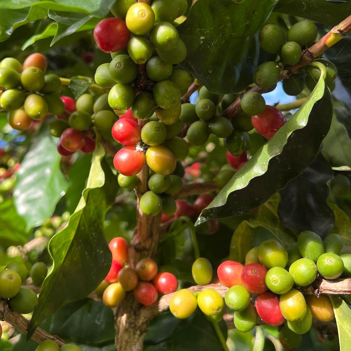 Café y Navidad