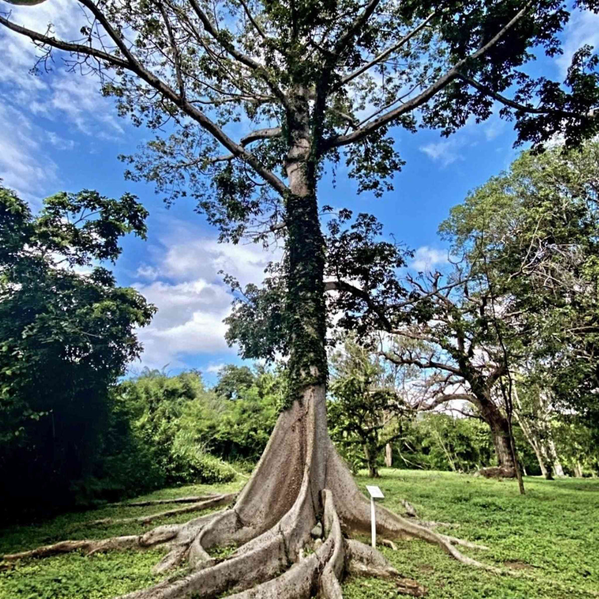 Arboles nativos de Puerto Rico.